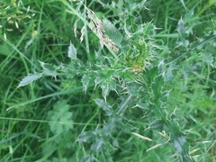 Cirsium arvense arvense