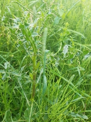 Cirsium arvense arvense