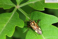 Adelphocoris fasciaticollis