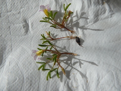 Oxalis pusilla