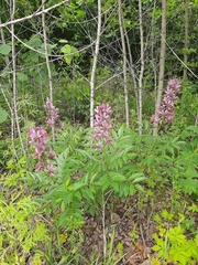 Dictamnus dasycarpus