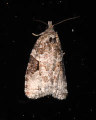 Apotomis infida