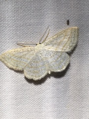 Scopula quadrilineata