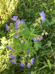 Geranium pratense