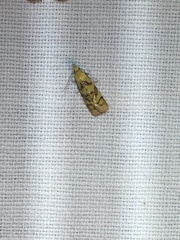 Phtheochroa vitellinana