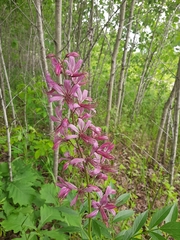 Dictamnus dasycarpus