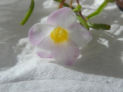 Oxalis pusilla