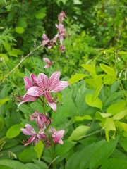 Dictamnus dasycarpus