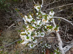 Styphelia exarrhena
