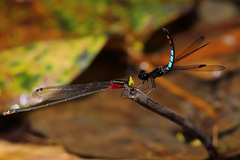 Pseudagrion crocops