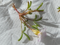 Oxalis pusilla