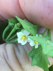 Solanum retroflexum