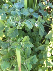 Solanum retroflexum