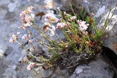 Asperula supina caespitans