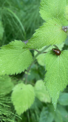 Chrysolina polita