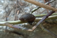 Succineidae