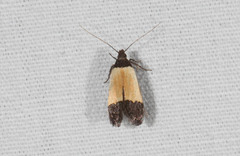 Anacampsis coverdalella