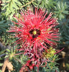 Kunzea baxteri