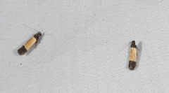 Anacampsis coverdalella