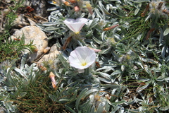 Convolvulus calvertii