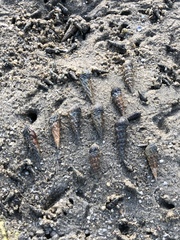 Cerithideopsis