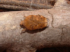 Gymnetis pardalis
