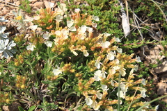 Teucrium montanum jailae