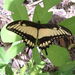 Broad-banded Swallowtail - Photo (c) Eric van den Berghe, some rights reserved (CC BY-NC), uploaded by Eric van den Berghe
