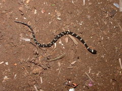 Leptodeira nigrofasciata