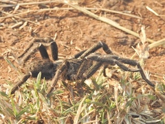 Pterinochilus chordatus