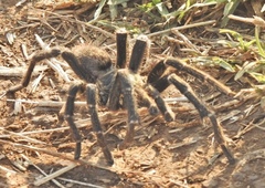 Pterinochilus chordatus