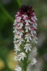 Neotinea ustulata ustulata