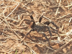 Pterinochilus chordatus