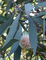 Hakea laurina