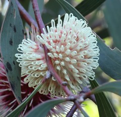 Hakea laurina