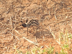 Pterinochilus chordatus