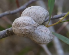 Hakea laurina