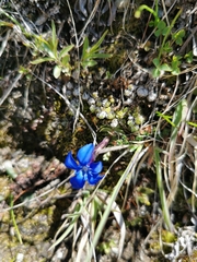 Gentiana brachyphylla brachyphylla