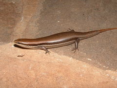 Marisora brachypoda