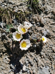 Gentiana brachyphylla brachyphylla