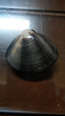 Meretrix