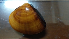 Meretrix