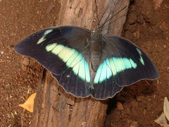 Archaeoprepona demophoon