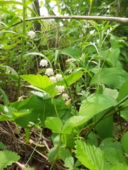 Convallaria keiskei