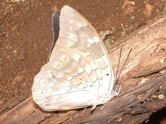 Archaeoprepona demophoon