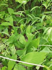 Convallaria keiskei