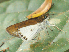 Iton semamora