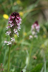 Neotinea ustulata ustulata
