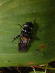 Palpada fasciata