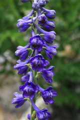 Delphinium fissum